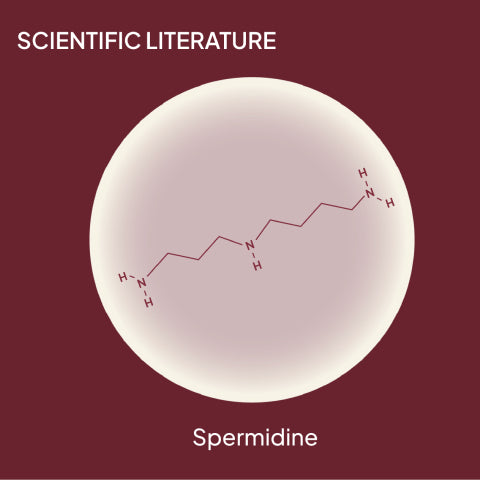 According To The Science, What Is Spermidine?