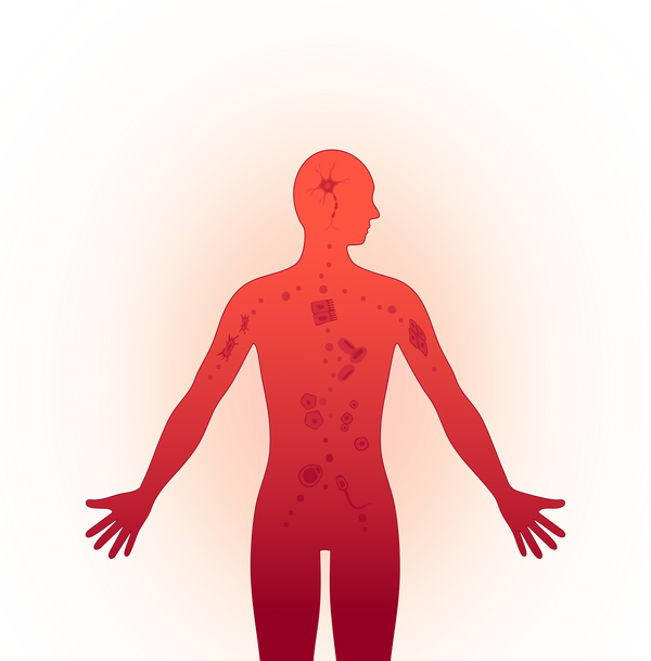 The Gut-Mitochondria Axis: How Microbiome Health Fuels Your Cellular Energy