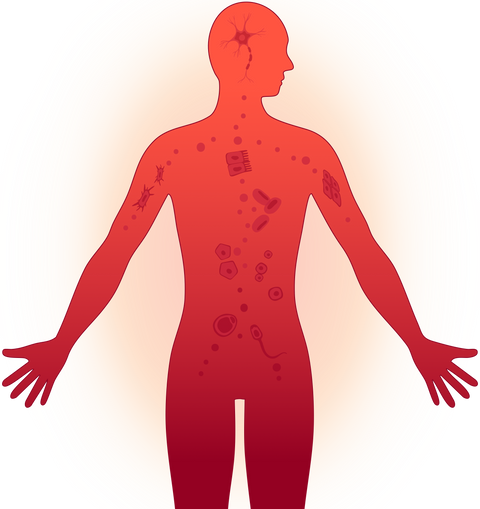 Senolytic Supplements: What the Research Shows on Clearing "Zombie" Cells