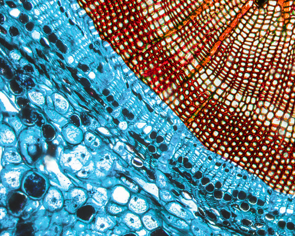 Biomimetic Cell Care | Healthspan Supplement | Mimio Health
